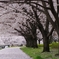 桜の小道