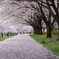桜小路