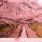 堀川・・二条城前・桜・・
