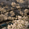 朝桜