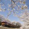 お花見列車