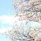 春爛漫
