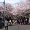 谷中霊園の桜のトンネル