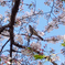 桜と鳥と空