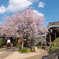 護国山天王寺の桜