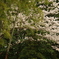 桜と竹　和の調和