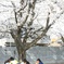 桜の木の下で