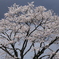 冬桜
