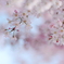 桜　2014