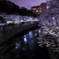 神田川の夜桜④