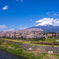 春 お花見