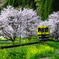 いすみ鉄道　桜情景