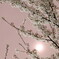 桜月