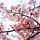 満開＋葉桜