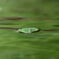 水面の風景