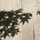 紅葉はまだなので。。。