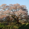 見納めの浅井の一本桜。