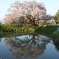浅井の一本桜2