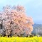 一心行の大桜と朝日