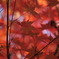 2009年　紅葉