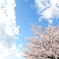 桜と空。