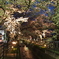 夜桜１