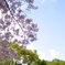 春桜