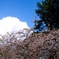 桜に垣間見る夏模様