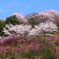 青空と桜達