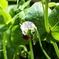 絹サヤの花