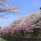 春日和