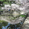 夙川公園