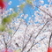 さくら、咲く (3)