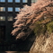 桜散る