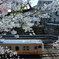 何回目の花見だろううか？