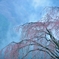 しだれ桜