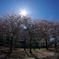 桜満開