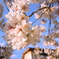 spring has come