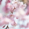 本年度最後の桜