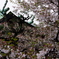 桜花