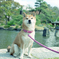 春の柴犬