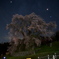 又兵衛桜（本郷の瀧桜）