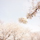 桜１