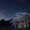 一瞬の輝き～薄墨桜～