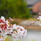 桜2