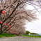 桜3