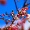桜4
