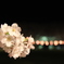 忠元公園　夜桜