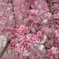 枝垂桜