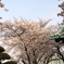 お寺の桜